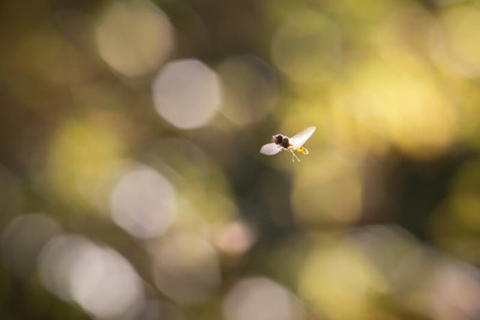 Mengenal Bokeh Unik dari Setiap Negara