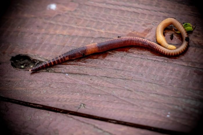 Arbei berkembang biak dengan cara