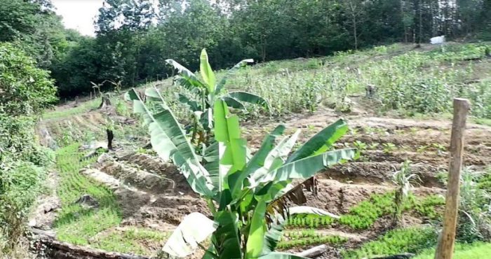 Membuka lahan pertanian dengan cara membakar hutan dapat menyebabkan