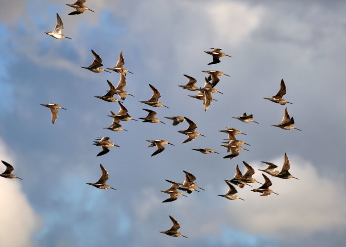 Burung bergerak dengan cara