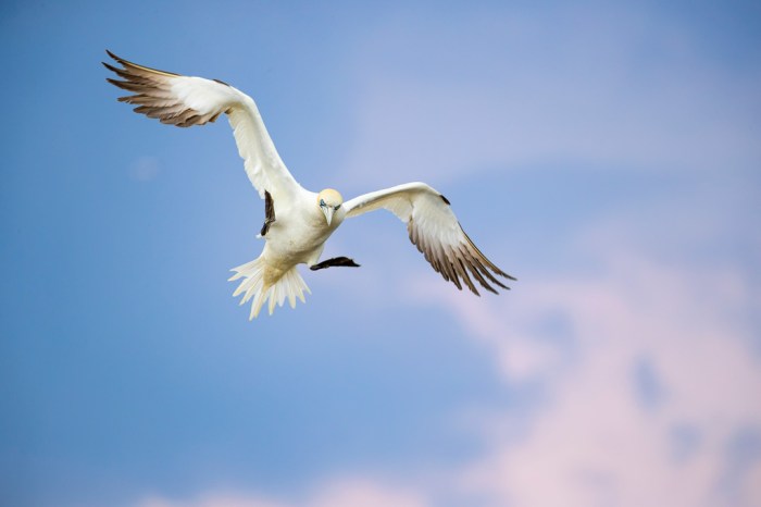 Flying birds motion slow spectacular