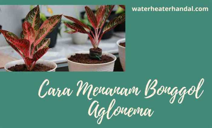 Cara menanam bonggol aglonema