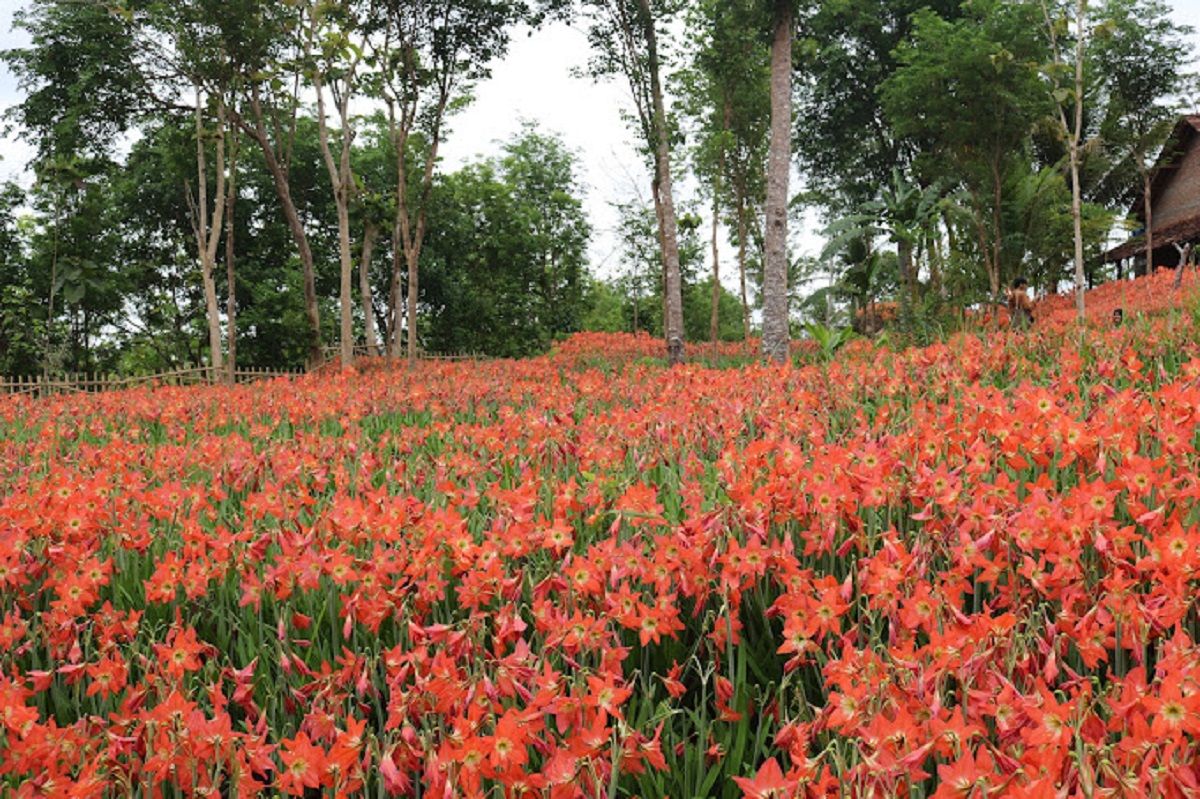 Taman bunga Amarilis di Gunungkidul akan mekar sempurna bulan Novmber hingga Desember, cocok untuk menikmati libur Nataru.